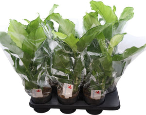 Dieffenbachia Ivory Green – 14cm Pot, 60cm Height
