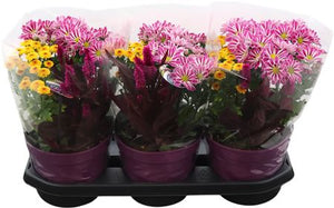 Gem Plant in Pot – 19cm Pot, 38cm High