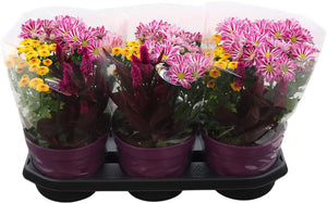 Gem Plant in Pot – 19cm Pot, 38cm High