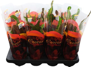 Large-Leaved Croton (Codiaeum) – 13cm Pot
