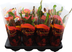 Large-Leaved Croton (Codiaeum) – 13cm Pot