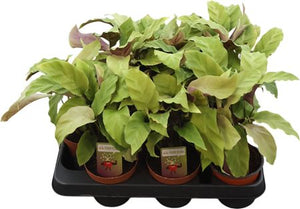 Calathea Fusion Yellow – 10.5cm Pot