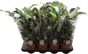 Calathea 'Stella' – 14cm Pot, 55cm High