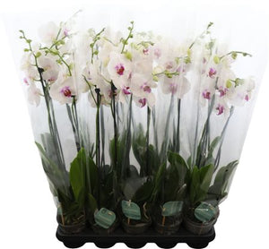 White Phalaenopsis Orchid – 2 Stem, 12cm Pot