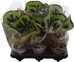 Begonia Masoniana – 13cm Pot, 32cm Height