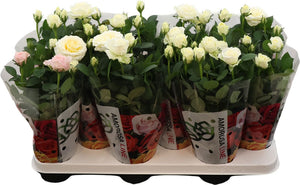 White Miniature Rose (Rosa) – 10.5cm Pot