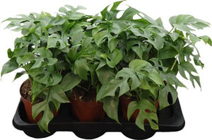 Mini Monstera (Rhaphidophora tetrasperma) – 15cm Pot