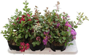 Lagerstroemia indica Crape Myrtle – 15cm Pot