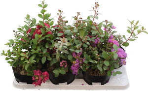 Lagerstroemia indica Crape Myrtle – 15cm Pot