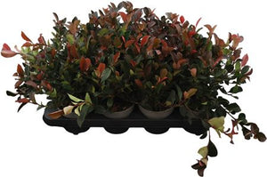 Photinia ‘Little Red Robin’ – 13cm Pot