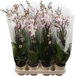 White Phalaenopsis Orchid ‘Red Lips’ – 9cm Pot