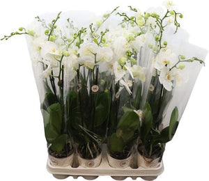White Phalaenopsis Orchid – 9cm Pot, 45cm High