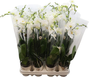 White Phalaenopsis Orchid – 9cm Pot, 45cm High