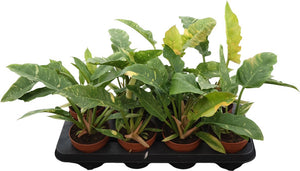Philodendron Ring of Fire – 12cm Pot, 30cm High