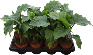 Alocasia Low Rider – 12cm Pot