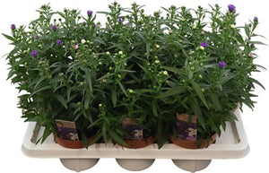 Aster ‘Showm Gem’ – 14cm Pot