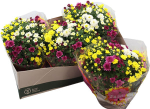 Mixed Chrysanthemum Houseplant – 23cm Pot