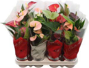 Anthurium Mixed Colours – 9cm Pot, 30cm High