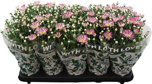 Pink Stripe Chrysanthemum – 12cm Pot