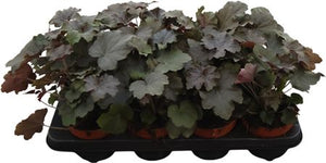 Heuchera ‘Mi Americana’ – 13cm Pot