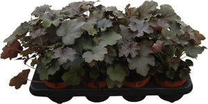 Heuchera ‘Mi Americana’ – 13cm Pot