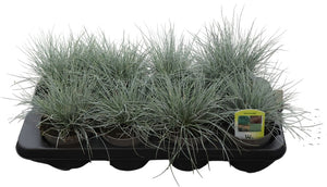 Intense Blue Festuca Ornamental Grass – 12cm Pot