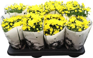 Yellow Chrysanthemum 'Homerun' – 14cm Pot