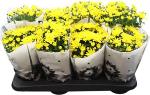Yellow Chrysanthemum 'Homerun' – 14cm Pot