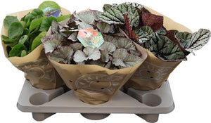 Begonia ‘Bel Gem’ – 17cm Pot