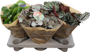 Begonia ‘Bel Gem’ – 17cm Pot