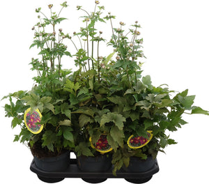 Anemone hupehensis ‘Praecox’ – 19cm Pot