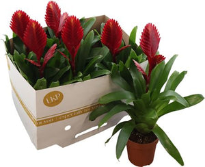 Red Vriesea Flaming Sword – 12cm Pot, 42cm Height