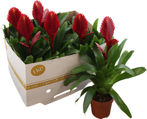 Red Vriesea Flaming Sword – 12cm Pot, 42cm Height
