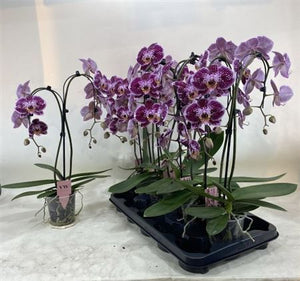 Dark Red Phalaenopsis Orchid – 12cm Pot, 50cm High
