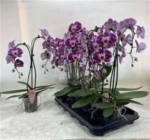 Dark Red Phalaenopsis Orchid – 12cm Pot, 50cm High