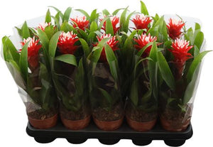 Guzmania Bromeliad – 12cm Pot, 35cm High