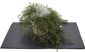Silver Cushion Bush (Leucophyta brownii) – 23cm Pot