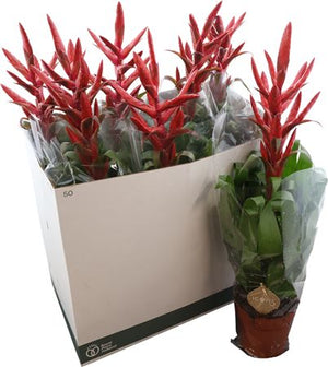 Dusty Pink Tillandsia – 15cm Pot, 65cm High