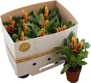 Orange Vriesea Bromeliad – 10.5cm Pot