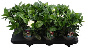 Gardenia Jasminoides – White Flowering Houseplant, 13cm Pot