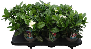 Gardenia Jasminoides – White Flowering Houseplant, 13cm Pot