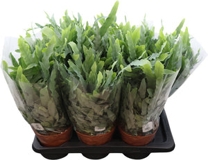 Blue Star Fern (Phlebodium aureum) – 17cm Pot