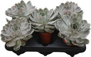 Grey Echeveria Succulent – 10.5cm Pot