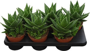 Aloe perfoliata Succulent – 14cm Pot