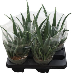 Aloe Vera Plant – 14cm Pot, Approx. 33cm High