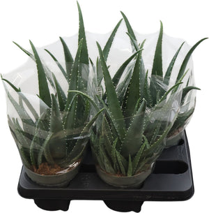 Aloe Vera Plant – 14cm Pot, Approx. 33cm High