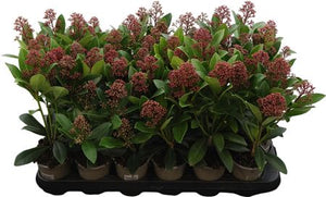 Skimmia japonica 'Rubella' – 9cm Pot