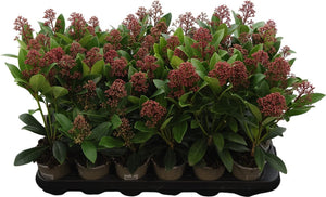 Skimmia japonica 'Rubella' – 9cm Pot