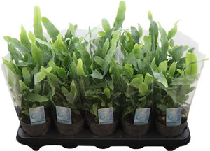 Blue Star Fern (Phlebodium) – 12cm Pot