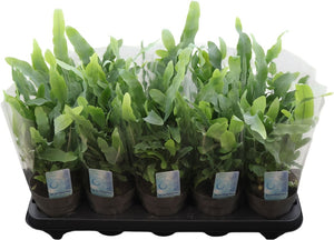 Blue Star Fern (Phlebodium) – 12cm Pot